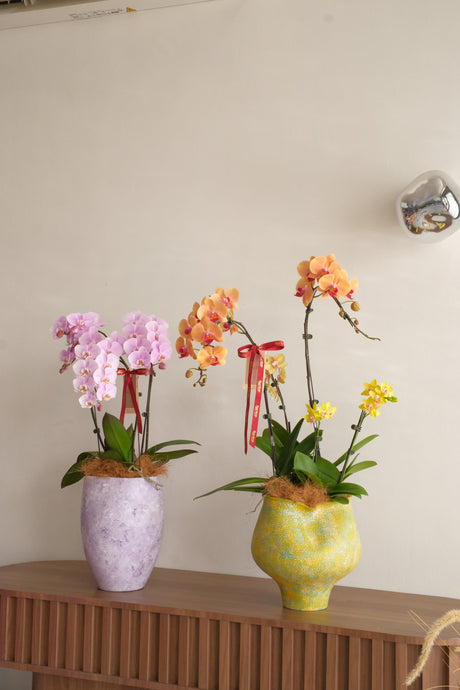 Fresh Lumière Phalaenopsis Orchids by Bamboo Green Florist, Penang, photo 4