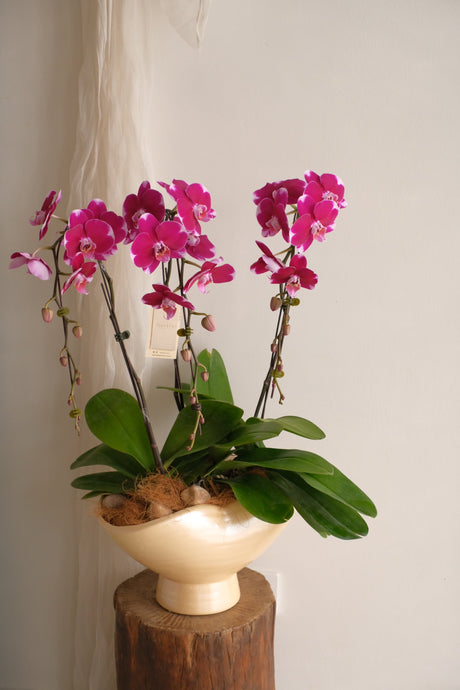 Marée Orchids by Bamboo Green Florist, Penang