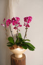 Marée Orchids by Bamboo Green Florist, Penang