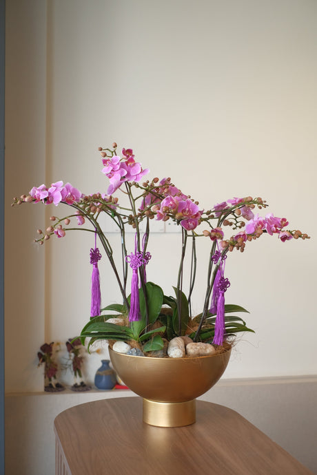 Midi Orchids - Baby Grand by Bamboo Green Florist, Penang, photo 2