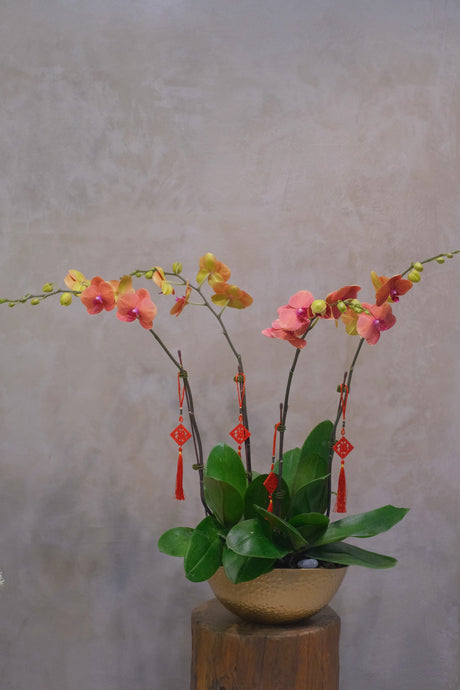 Phalaenopsis- Jinju Orange Orchid Pot by Bamboo Green Florist, Penang, photo 7