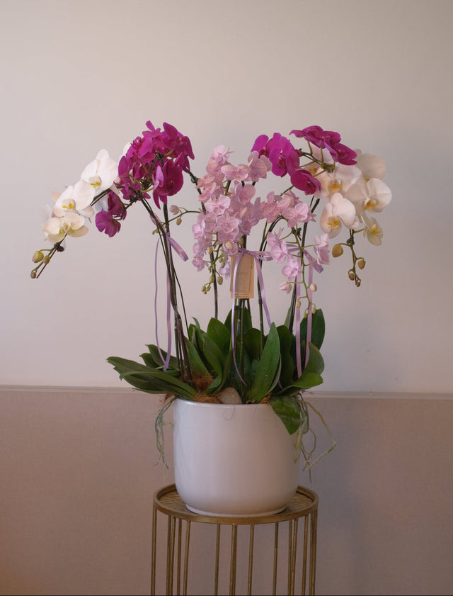 Phalaenopsis - Regal Prosperity Orchid Pot by Bamboo Green Florist, Penang