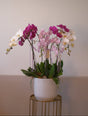 Phalaenopsis - Regal Prosperity Orchid Pot by Bamboo Green Florist, Penang
