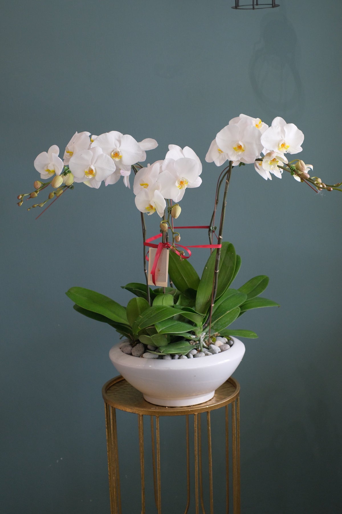 White Phalaenopsis Orchid by Bamboo Green Florist, Penang, photo 9
