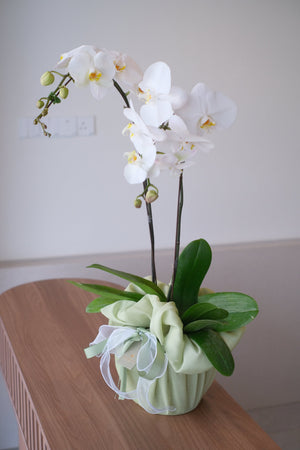 The Capsule Orchid - Nuna White Duo by Bamboo Green Florist, Penang