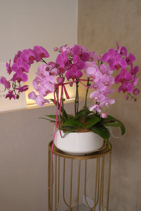 Mixed Phalaenopsis Orchids - Torres by Bamboo Green Florist, Penang, photo 2
