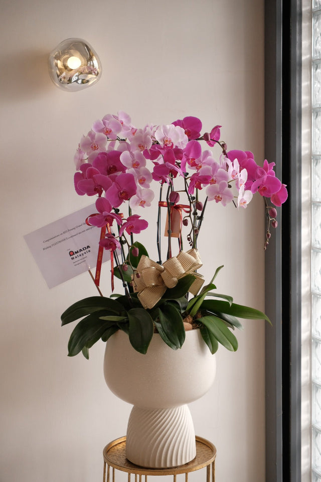 Mixed Phalaenopsis Orchids - Torres by Bamboo Green Florist, Penang