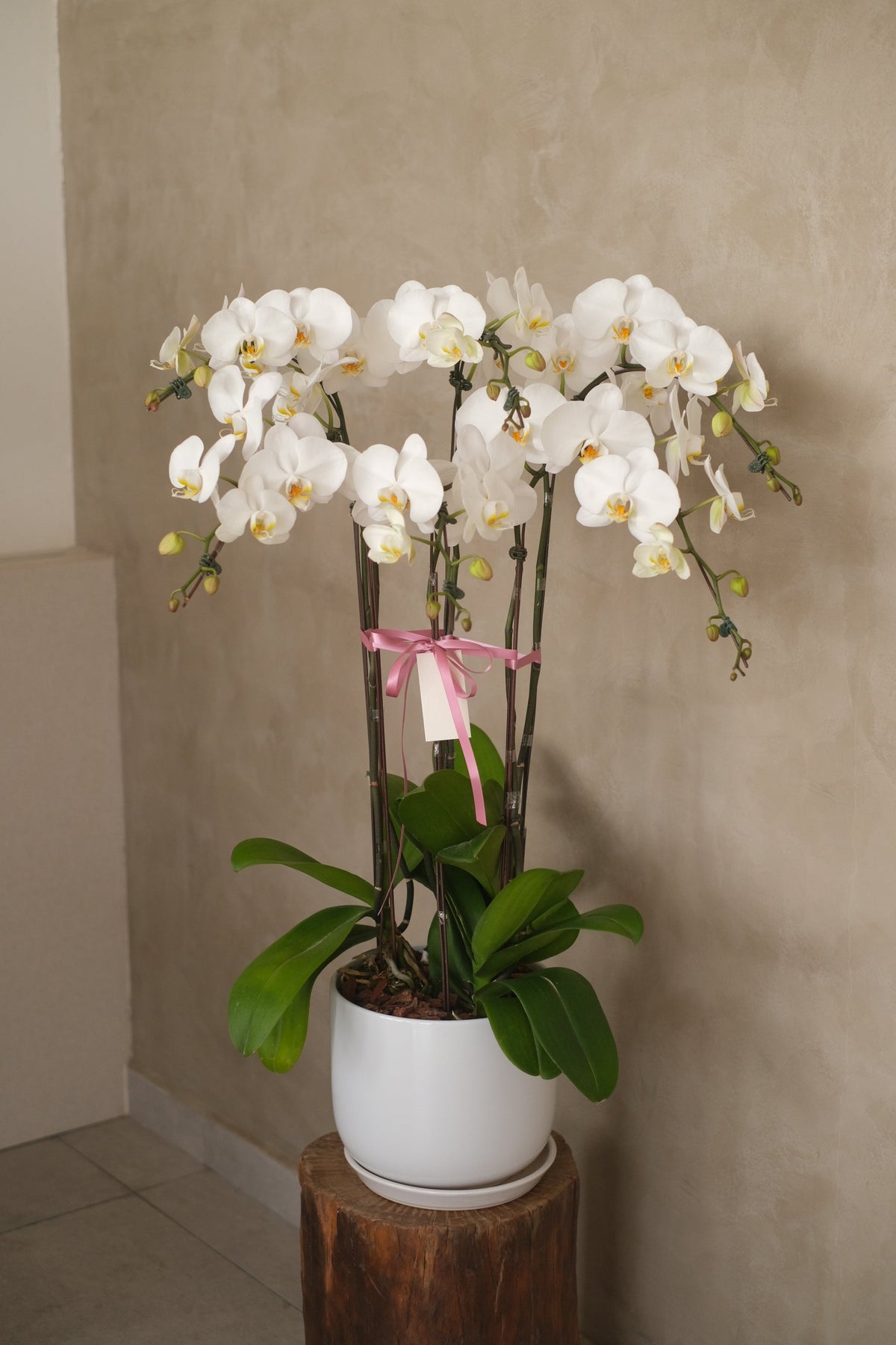 White Phalaenopsis Orchid by Bamboo Green Florist, Penang, photo 10