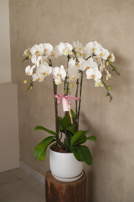 White Phalaenopsis Orchid by Bamboo Green Florist, Penang, photo 10