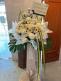 Buff Gerberas