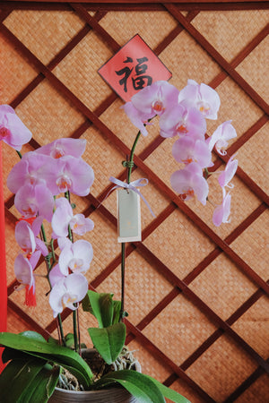 Fortune Phalaenopsis - Dark Purple Orchid Pot by Bamboo Green Florist, Penang, photo 5