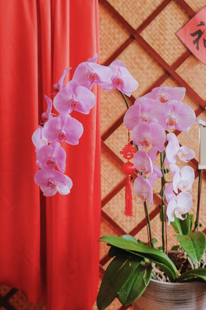 Fortune Phalaenopsis - Dark Purple Orchid Pot by Bamboo Green Florist, Penang, photo 6