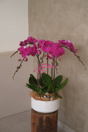 Fortune Phalaenopsis - Dark Purple Orchid Pot by Bamboo Green Florist, Penang