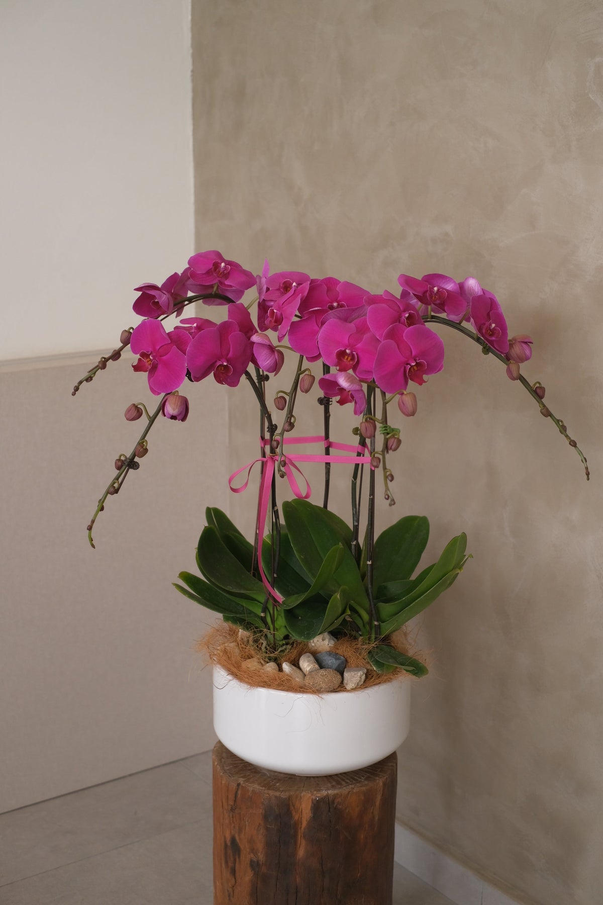 Phalaenopsis - Purple Orchid Pot by Bamboo Green Florist, Penang, photo 2