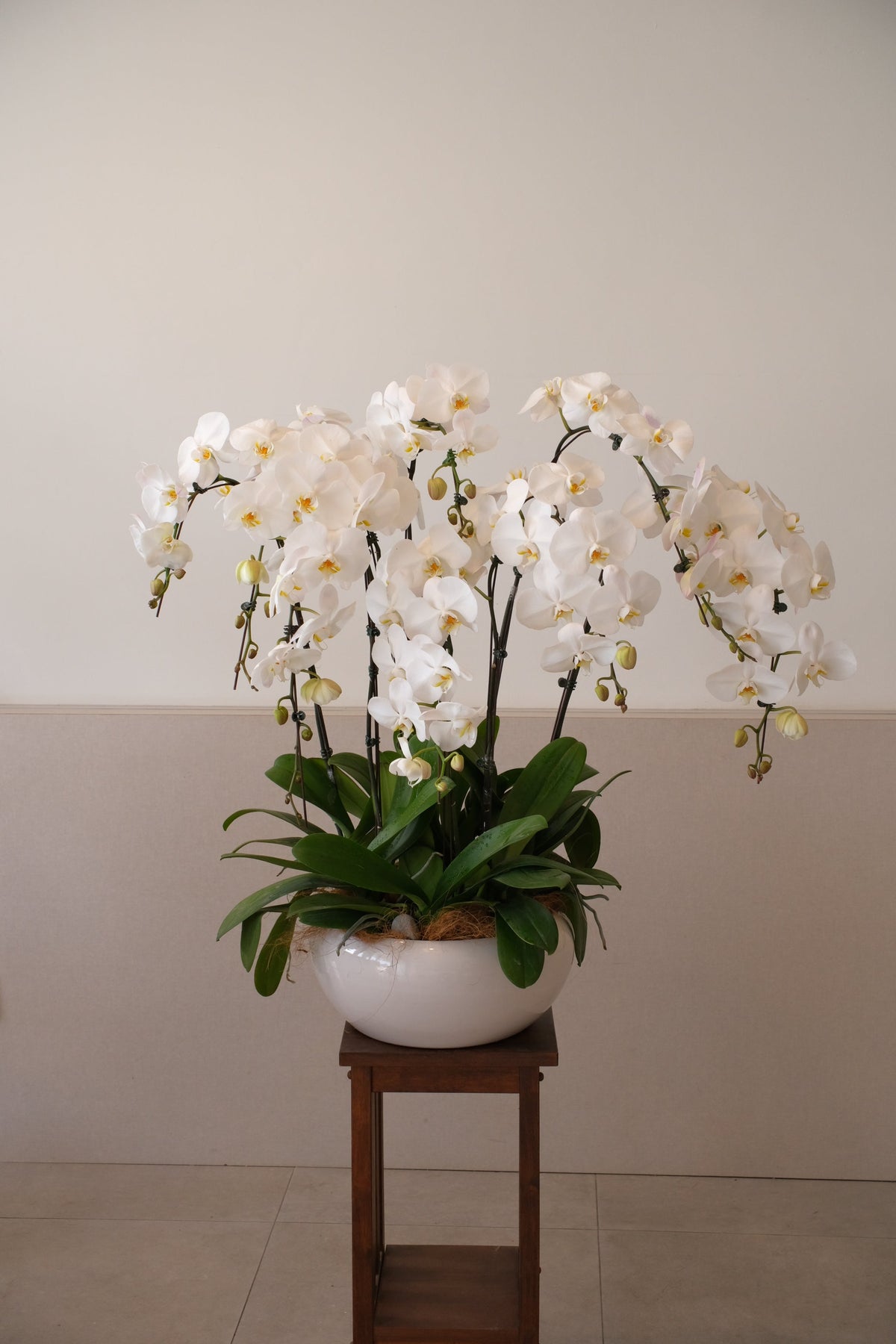 White Phalaenopsis Orchid by Bamboo Green Florist, Penang