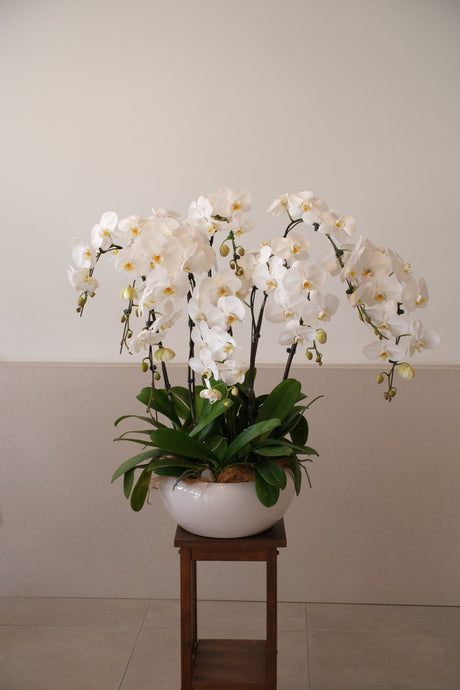 White Phalaenopsis Orchid by Bamboo Green Florist, Penang