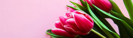 Pink tulips on a pink background