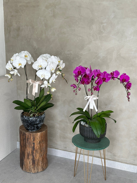 Love Being Your'chid - White Phalaenopsis Orchid by Bamboo Green Florist, Penang, photo 2
