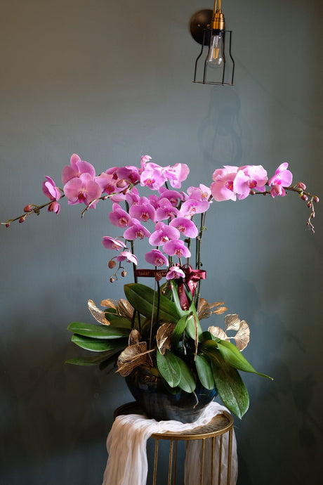 Fortune Phalaenopsis - Dark Purple Orchid Pot by Bamboo Green Florist, Penang, photo 10