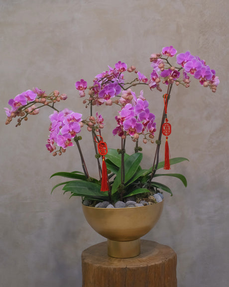 Midi Orchids - Baby Grand by Bamboo Green Florist, Penang, photo 4