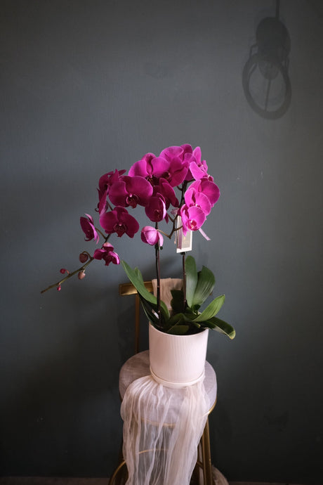 Fortune Phalaenopsis - Dark Purple Orchid Pot by Bamboo Green Florist, Penang, photo 8