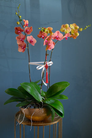 Phalaenopsis- Jinju Orange Orchid Pot by Bamboo Green Florist, Penang, photo 2