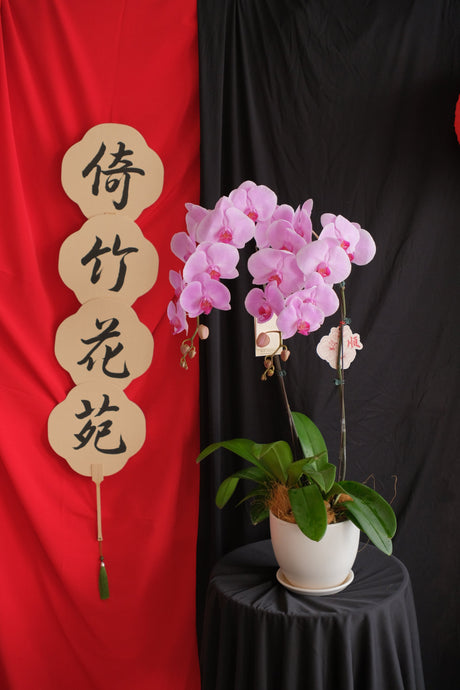 Phalaenopsis Orchids- Light Purple by Bamboo Green Florist, Penang, photo 2