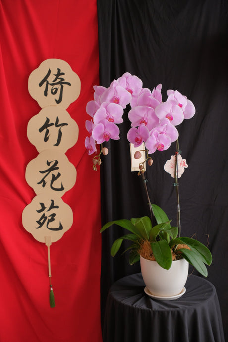 Opulent Phalaenopsis Orchid - Light Purple by Bamboo Green Florist, Penang, photo 3