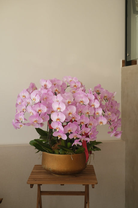 Phalaenopsis Orchids- Light Purple by Bamboo Green Florist, Penang, photo 7