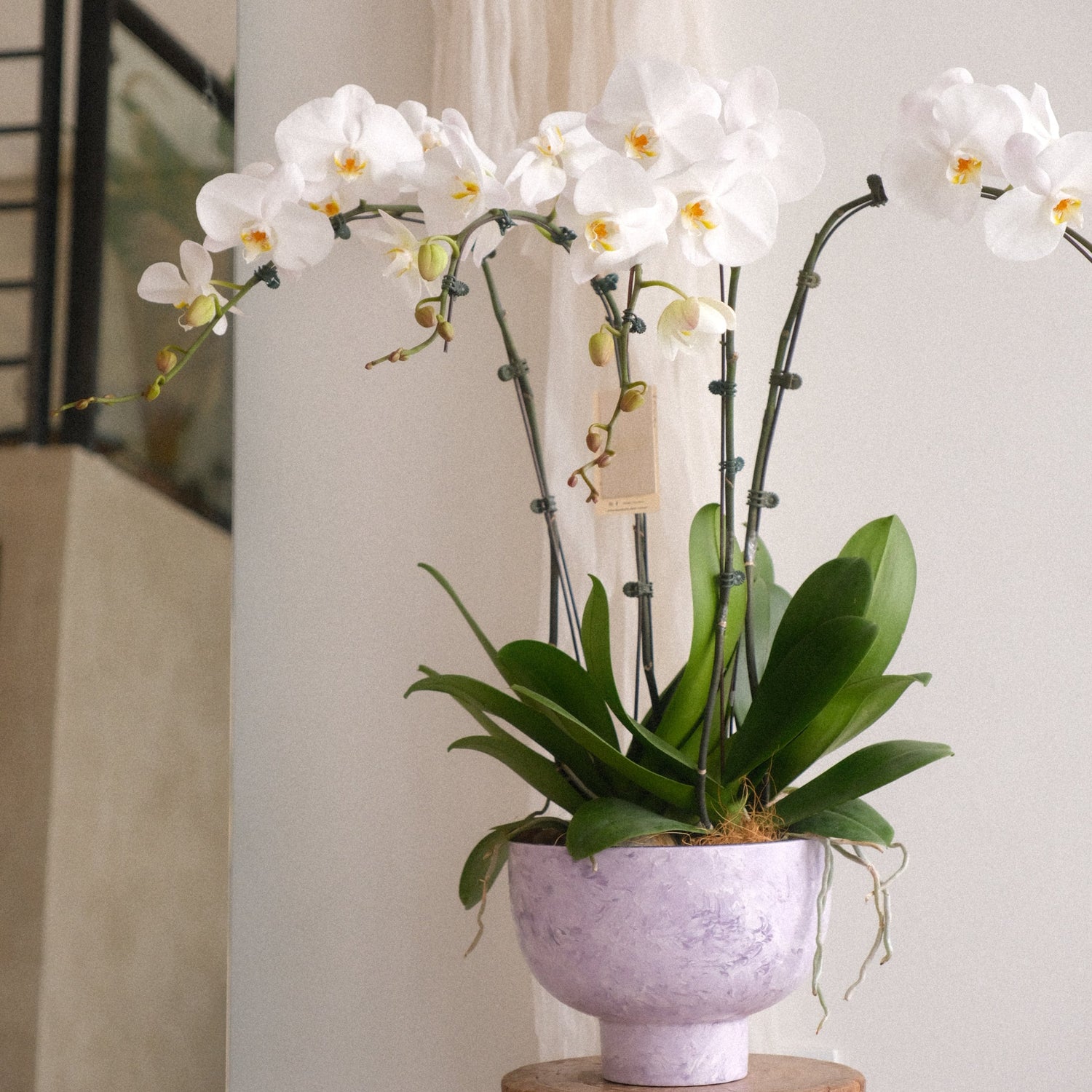 Marble White Phalaenopsis Orchid by Bamboo Green Florist, Penang, photo 2
