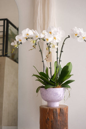 Marble White Phalaenopsis Orchid by Bamboo Green Florist, Penang, photo 2