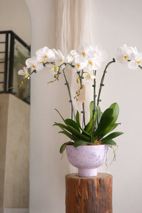 Marble White Phalaenopsis Orchid by Bamboo Green Florist, Penang, photo 2