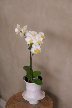 Opal — Mini Phalaenopsis Orchid by Bamboo Green Florist, Penang, photo 2