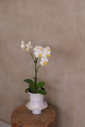 Opal — Mini Phalaenopsis Orchid by Bamboo Green Florist, Penang