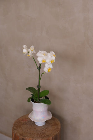 Opal — Mini Phalaenopsis Orchid by Bamboo Green Florist, Penang