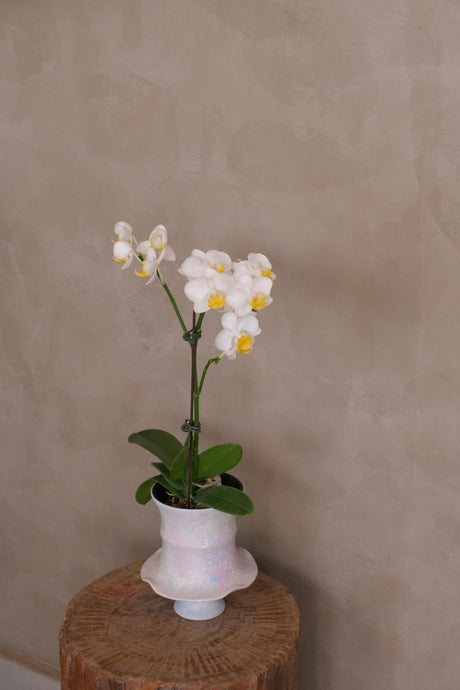 Opal — Mini Phalaenopsis Orchid by Bamboo Green Florist, Penang