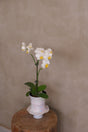 Opal — Mini Phalaenopsis Orchid by Bamboo Green Florist, Penang