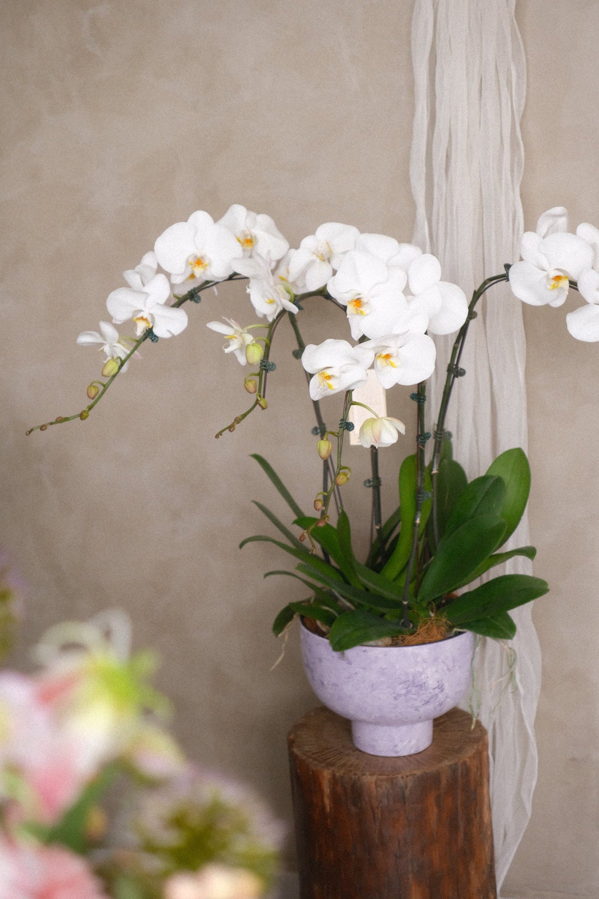 Marble White Phalaenopsis Orchid by Bamboo Green Florist, Penang, photo 3
