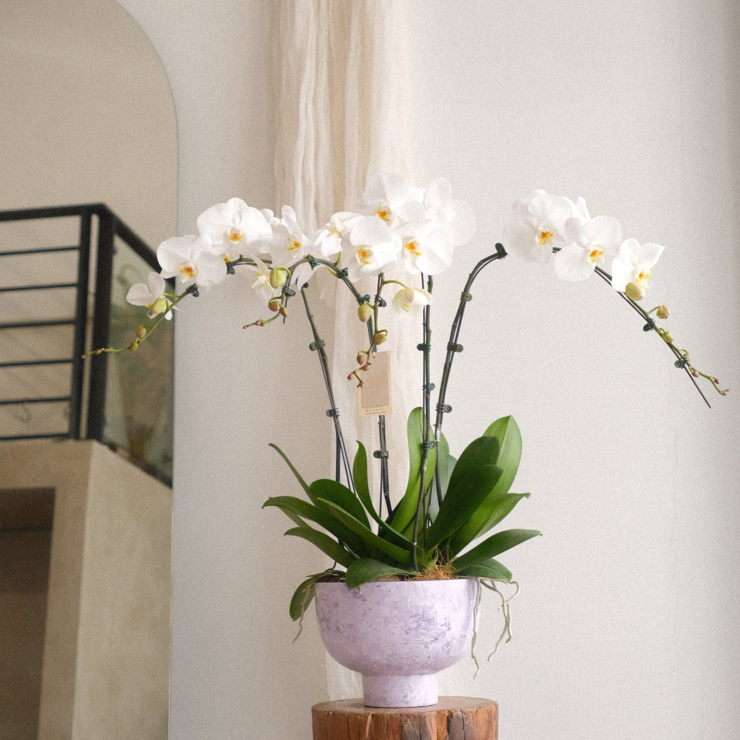 Marble White Phalaenopsis Orchid by Bamboo Green Florist, Penang