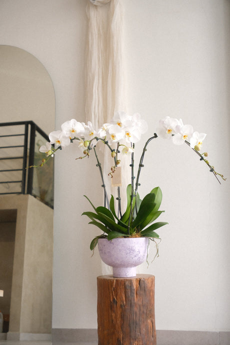 Marble White Phalaenopsis Orchid by Bamboo Green Florist, Penang