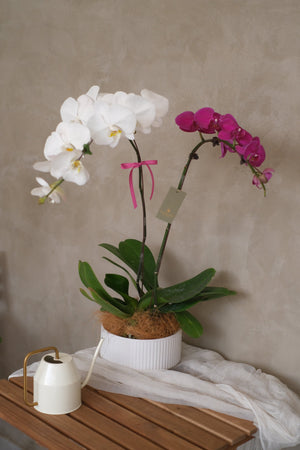 Phalaenopsis Orchid - MIX by Bamboo Green Florist, Penang, photo 3