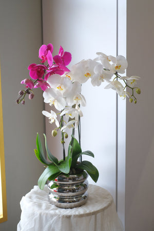Phalaenopsis Orchid - MIX by Bamboo Green Florist, Penang, photo 4