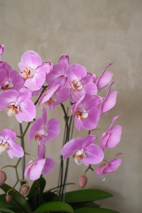 Phalaenopsis Orchids- Light Purple by Bamboo Green Florist, Penang, photo 5