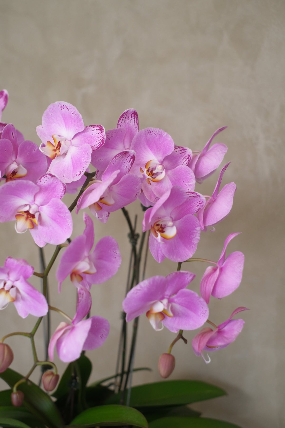 Opulent Phalaenopsis Orchid - Light Purple by Bamboo Green Florist, Penang, photo 4