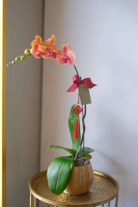 Phalaenopsis- Jinju Orange Orchid Pot by Bamboo Green Florist, Penang, photo 3
