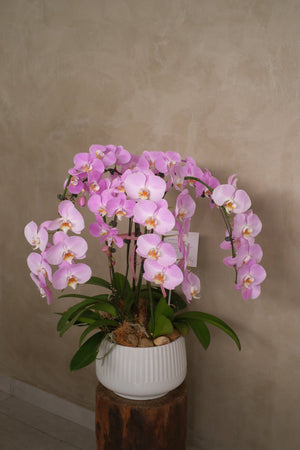 Opulent Phalaenopsis Orchid - Light Purple by Bamboo Green Florist, Penang