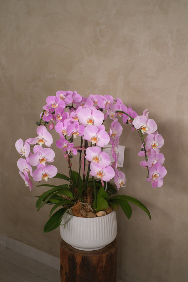 Opulent Phalaenopsis Orchid - Light Purple by Bamboo Green Florist, Penang