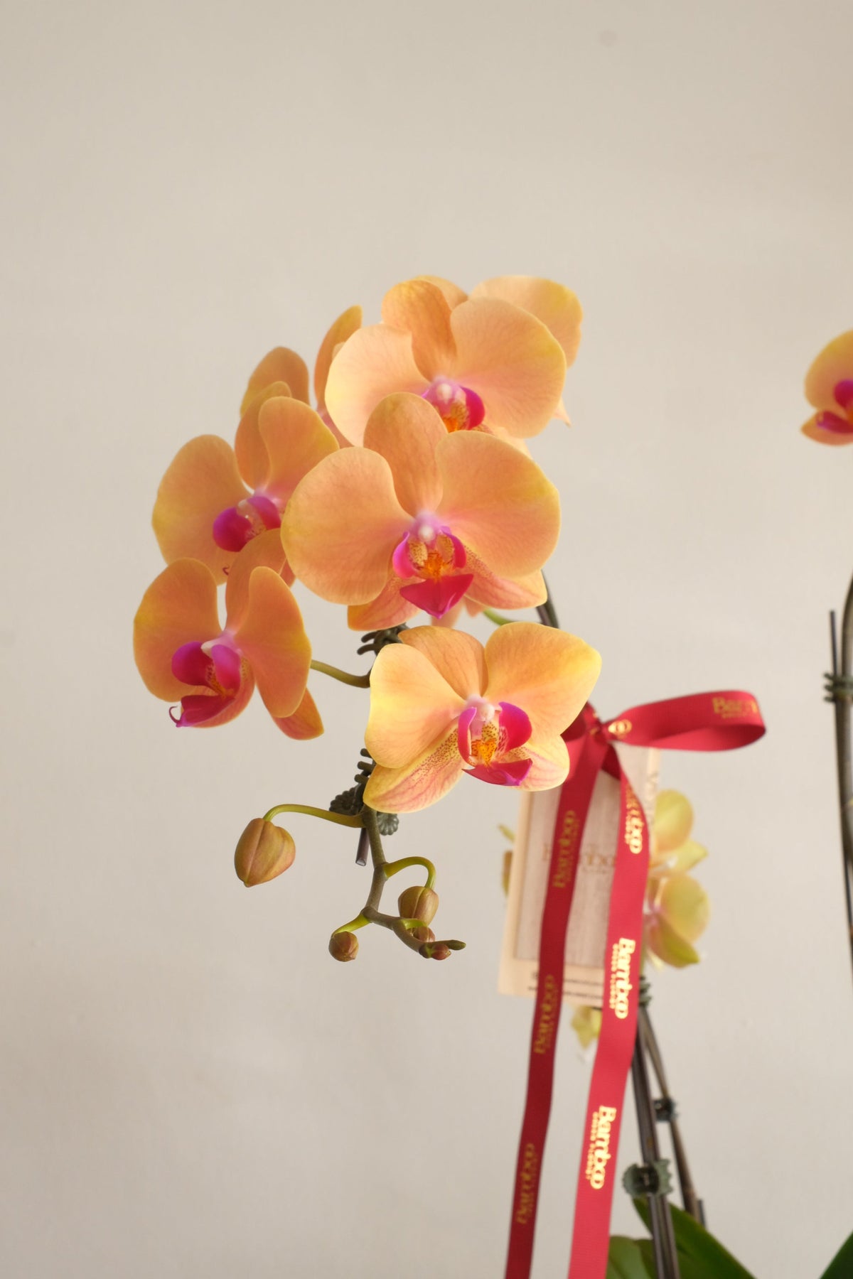 Sunlit Garden Phalaenopsis Orchids by Bamboo Green Florist, Penang, photo 2