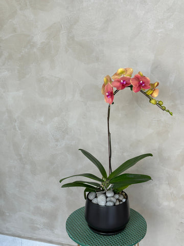 Phalaenopsis- Jinju Orange Orchid Pot by Bamboo Green Florist, Penang
