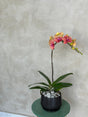 Phalaenopsis- Jinju Orange Orchid Pot by Bamboo Green Florist, Penang
